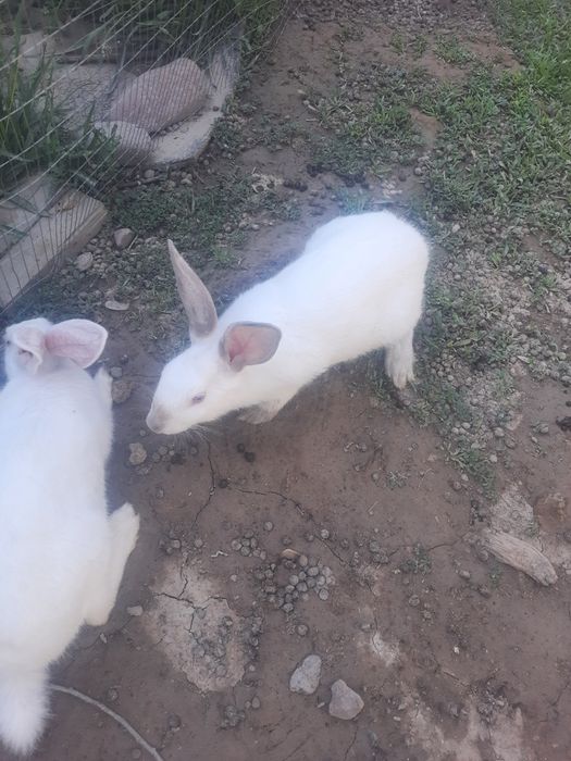 Xikol zotli  Italiya quyonlari sotiladi!