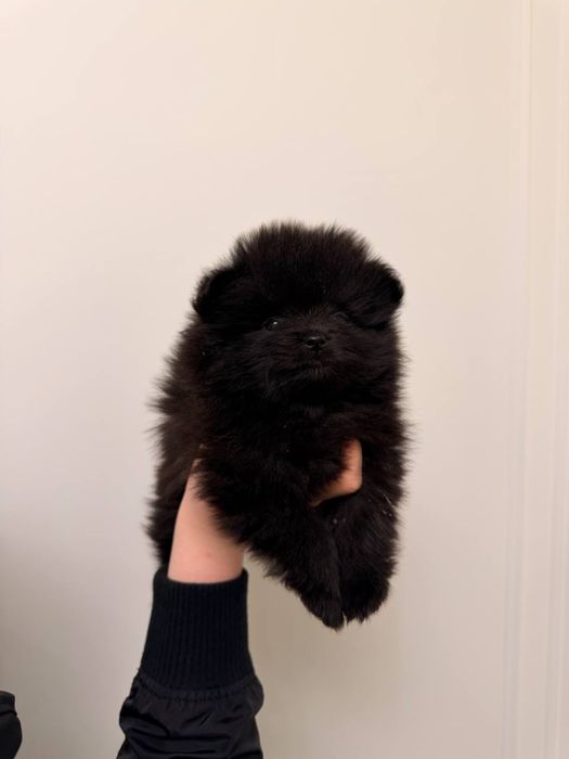 Шпиц померанский