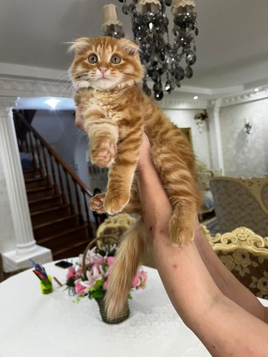 В добрые руки котик