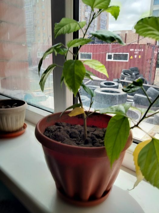 Цветы комнатные разные