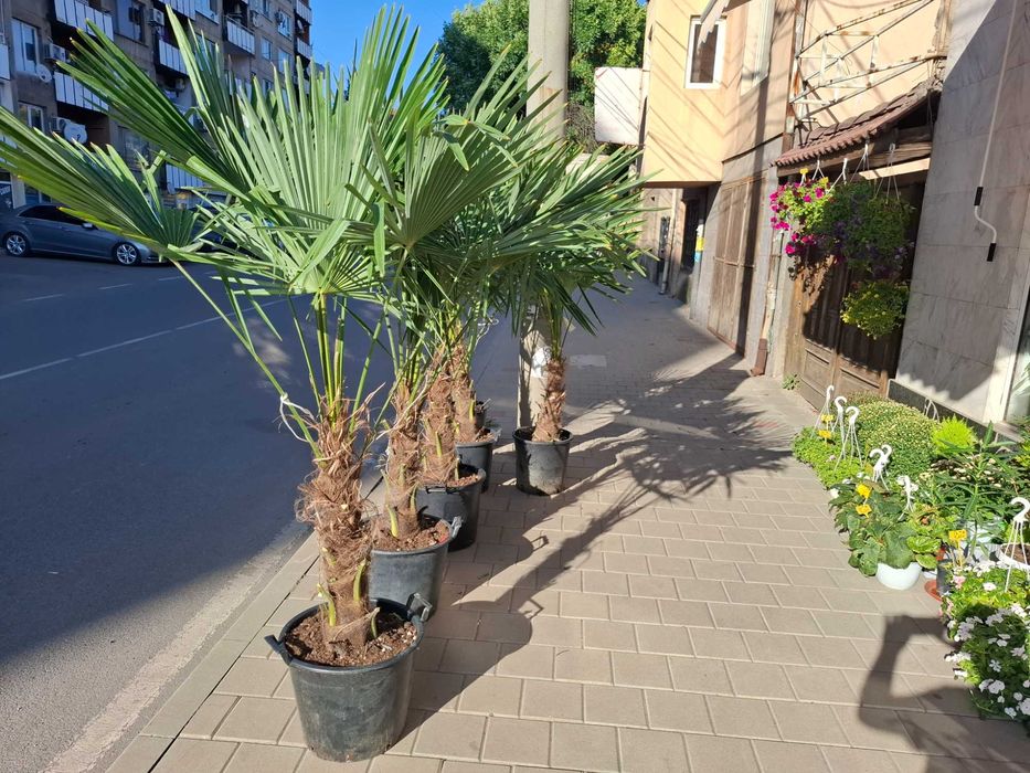 Палми Трахикарпус