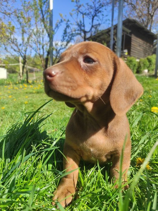 Catel Teckel Dachsund