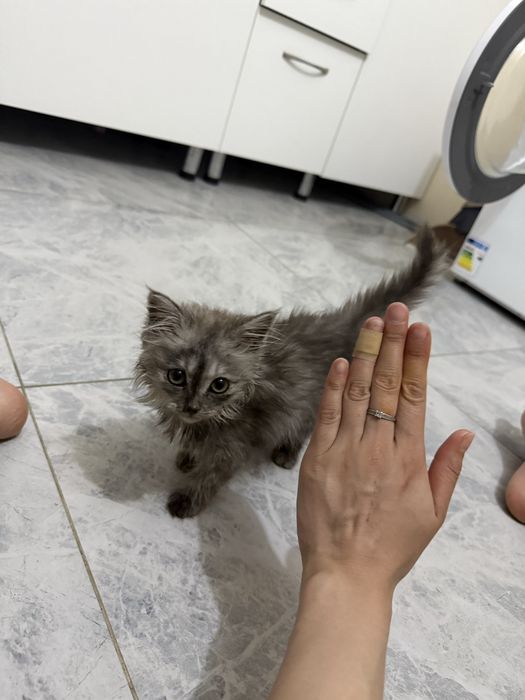 Котенок 2 месяца(девочка)