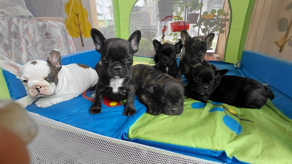 Френски булдог-булдочета