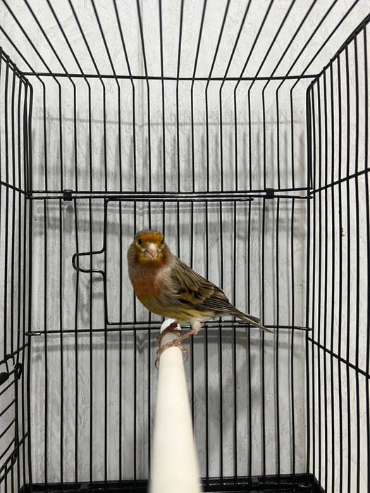 Kanareyka nar канарека