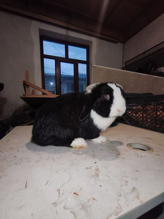 Karlik baran samka quyon sotiladi