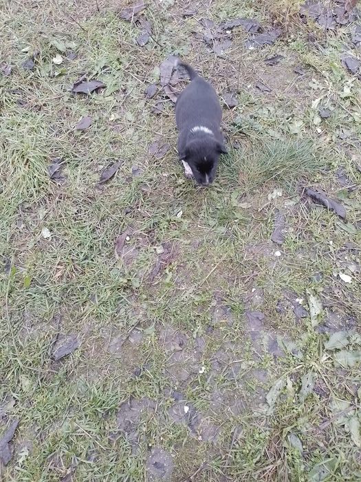 Donez catei talie mica, medie