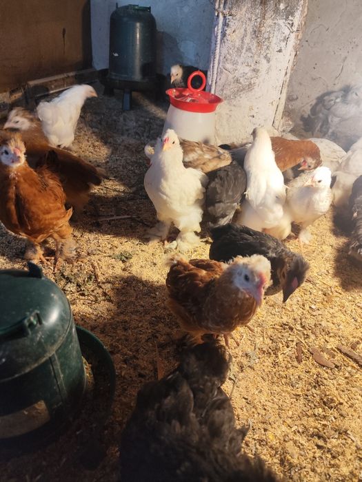 Găini moțate și tineret . Preț antre 60 de roni și 250 de roni