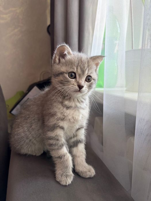 Продам котят скоттиш страйт