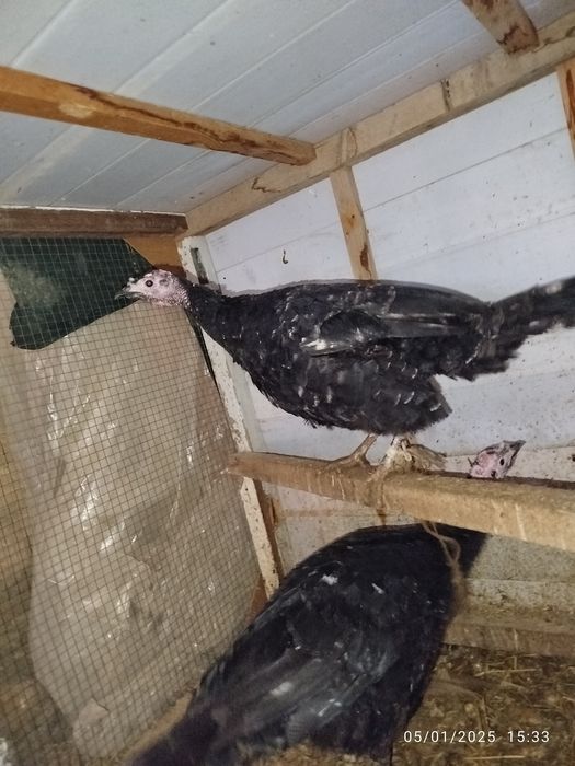 Kurkalar sotiladi 300 ming dan