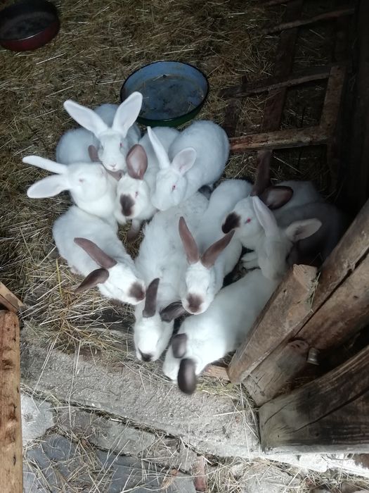 Продавам домашни зайци