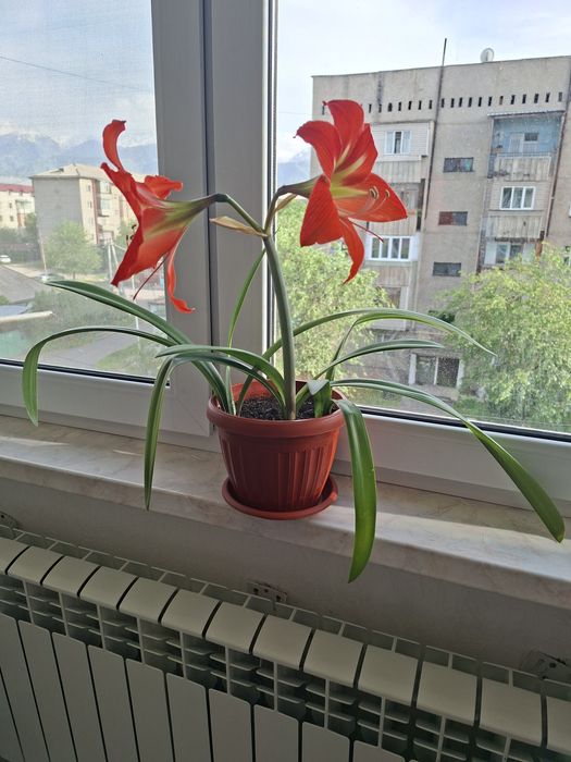 Комнатный цветок Амариллис