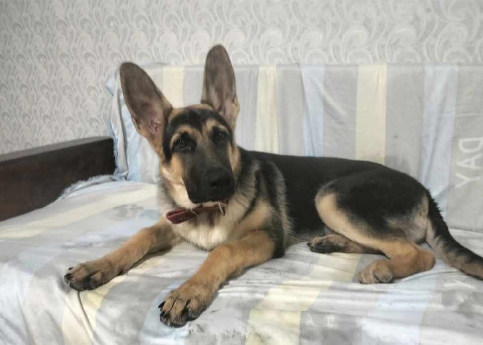 Предлагаются к бронированию щенки ВЕО