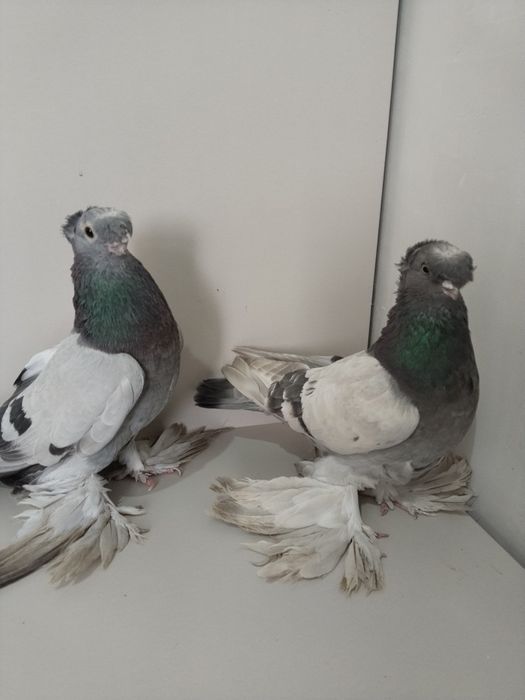 Голубы двухшубые