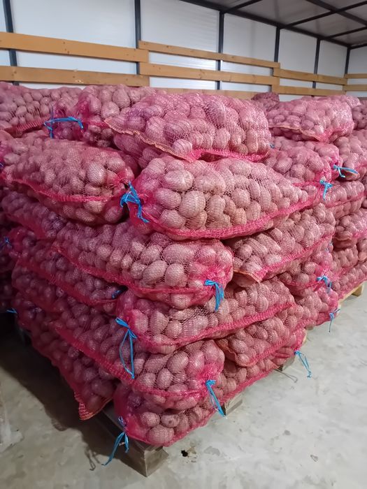Cartofi roșii  1,10 lei kg