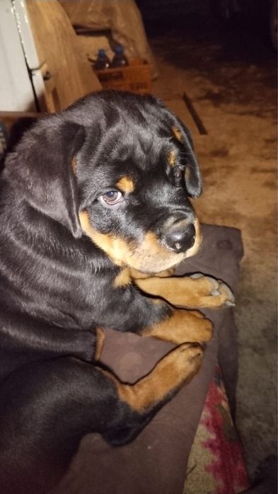 Щенок ротвейлера