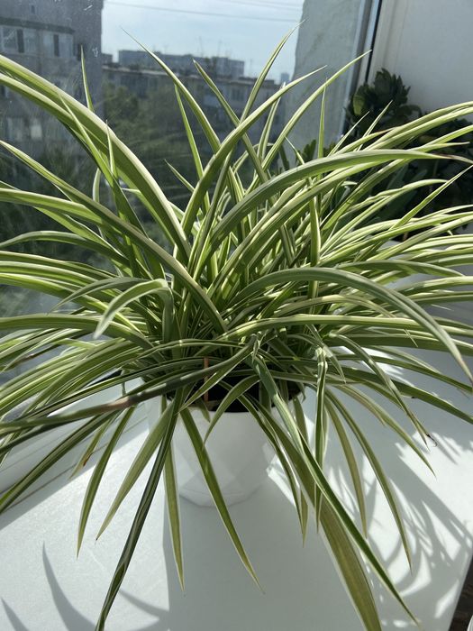 Домашние цветы разные