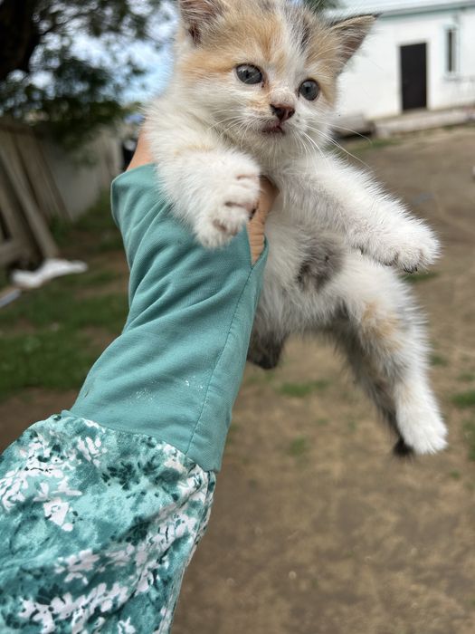 Отдам котенка в добрые руки