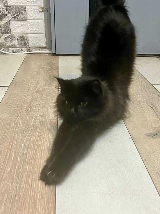 Молодая кошечка ищет добрых хозяев