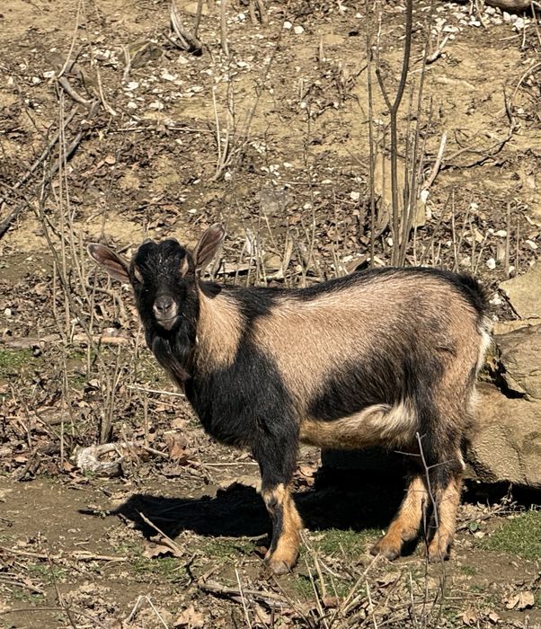 Мини холандски пръчлета