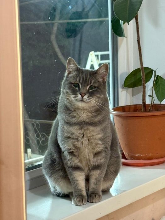 Кошка полушотландка