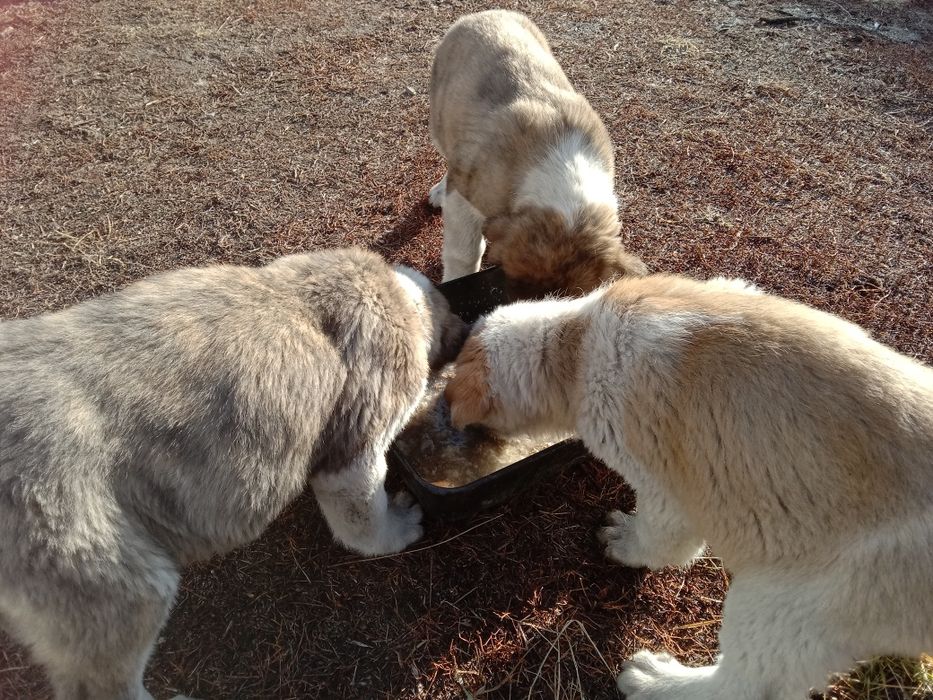 Щенки алабай, 2,5 месяца