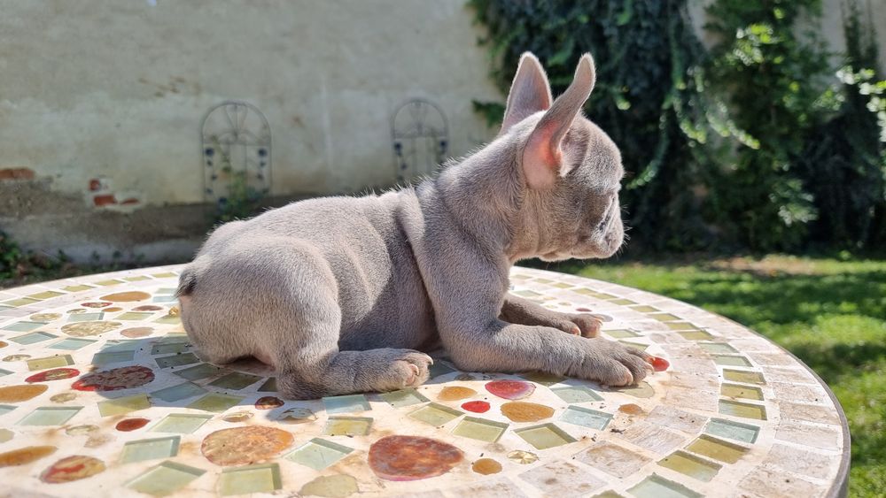 Bulldog francez femela