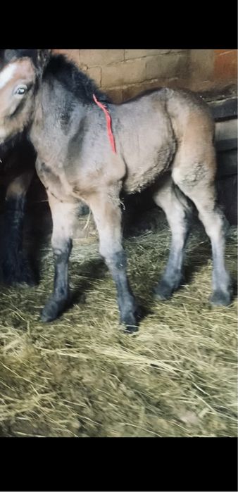 iapa cu manza de vanzare