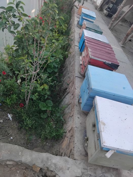 Ассалари оилалари сотилади