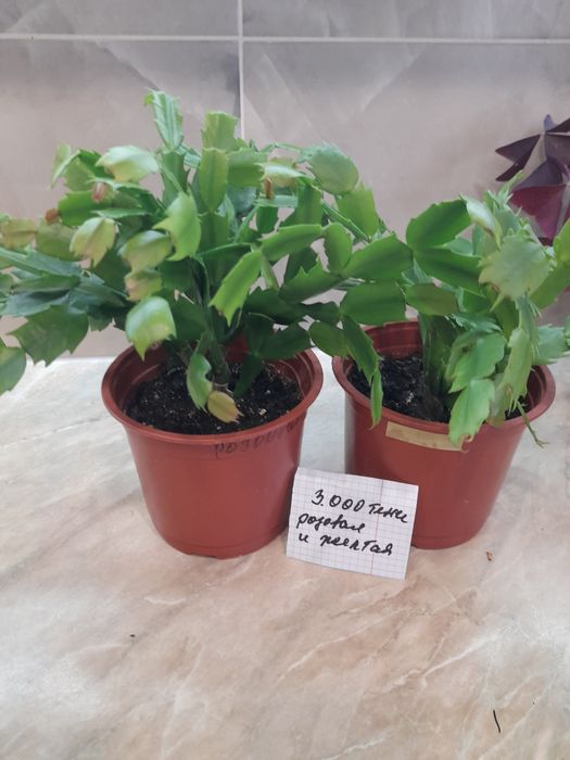 Продам комнатные цветы,, Декабрист"