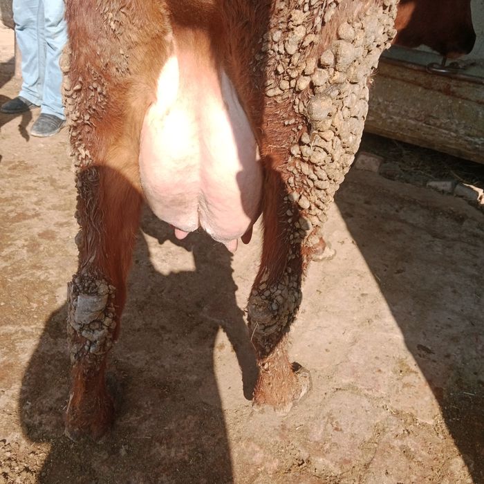 Ona bola sigir sotiladi yeb ichishi zoʻr parodali eston2