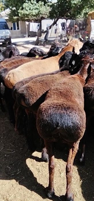 Кисарски кошкар сатлады