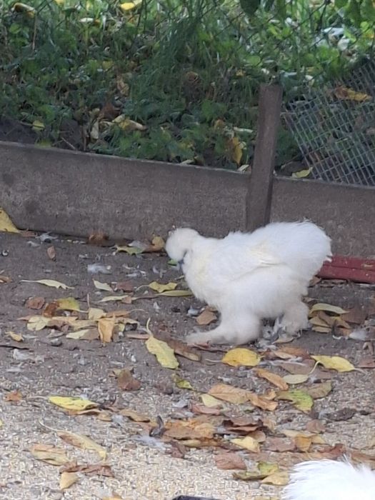 Găini diferita rase