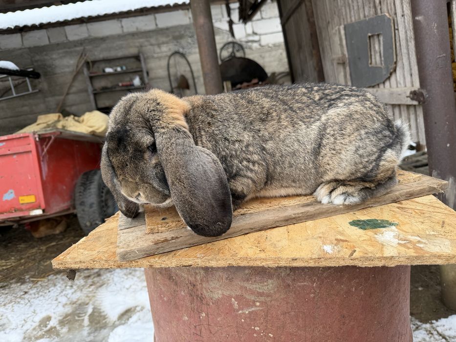 Femelă berbec german