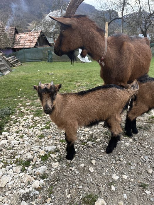 Vand tapisor alpin francez ciul