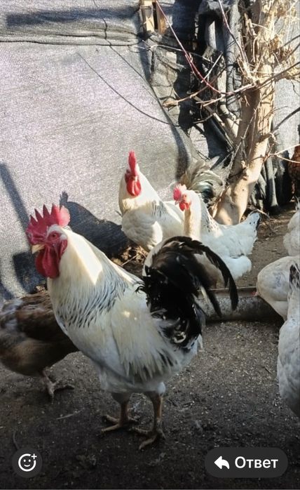 Адлерская Серебристая