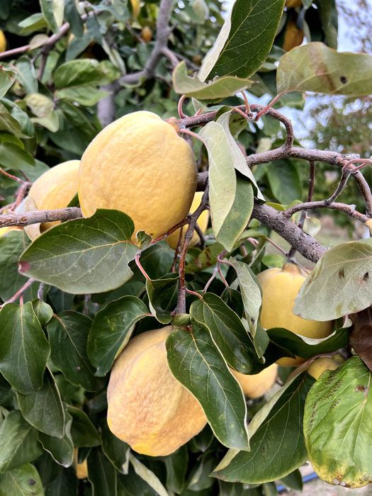 Зрели жълти дюли за производство на дюлева ракия