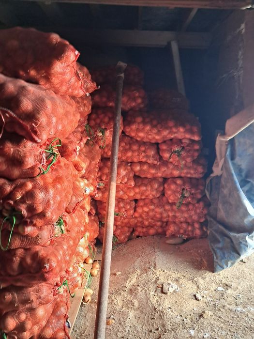 Лук продается мешками