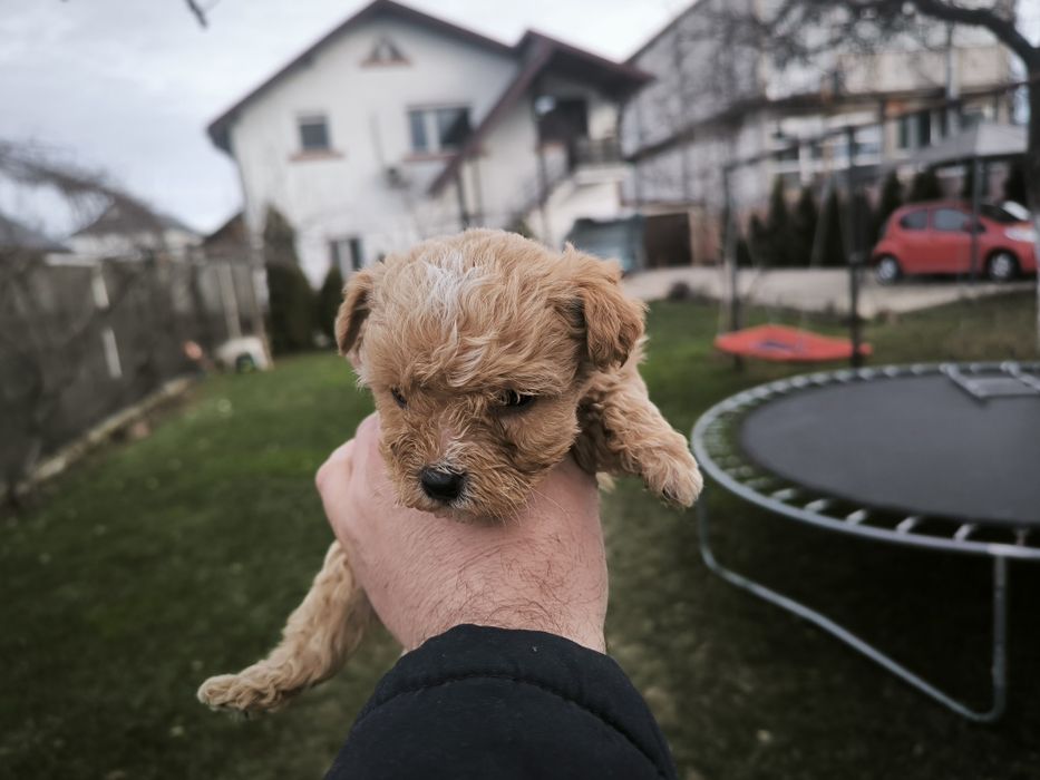 Yorkshire terier gold