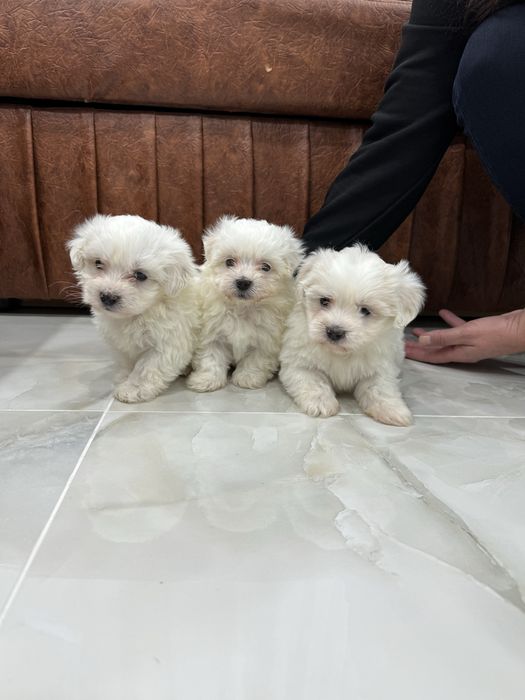 Bishon maltez mini. Rasa pura
