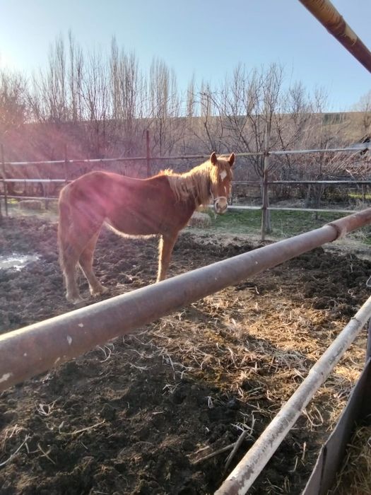 Кабыла двух летка