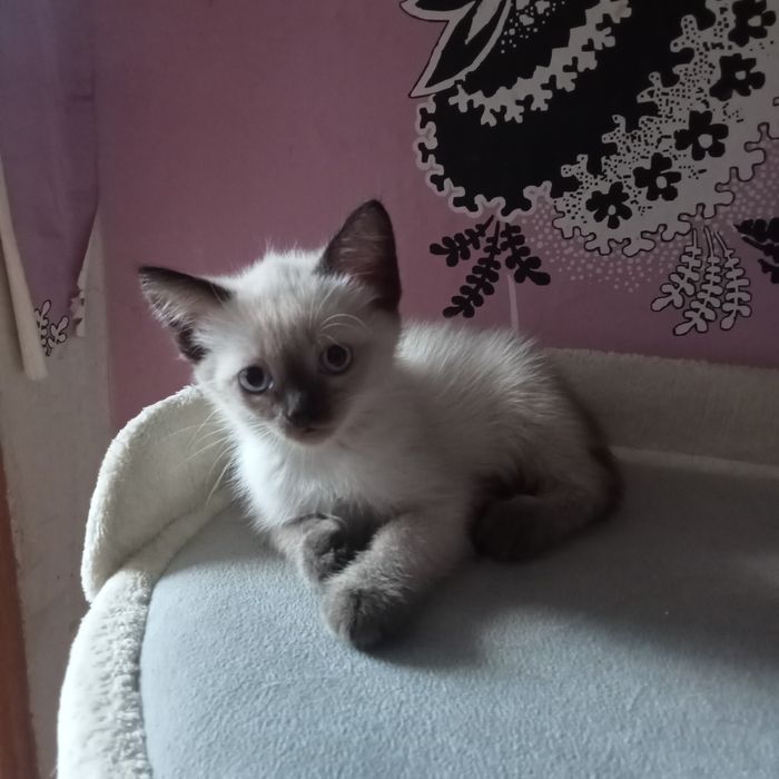 Отдам котят в надёжные, добрые руки.