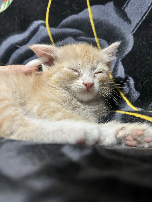 отдам  котенка.