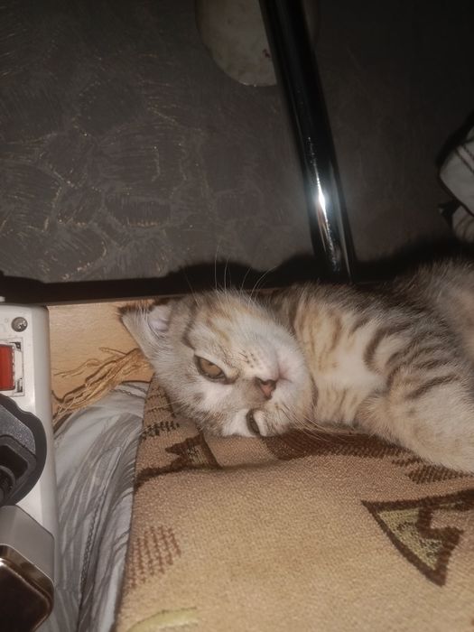 Отдам Котенка Породистая Мальчик.