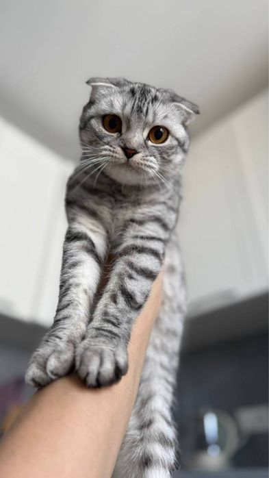 Кошка шиншинла срочно продается дешево