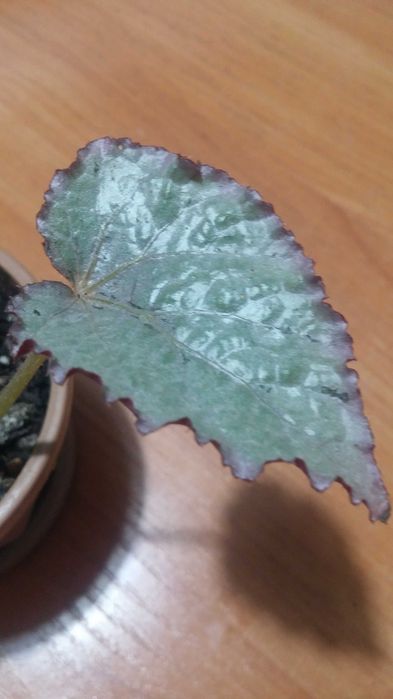 Бегония декоративнолистная