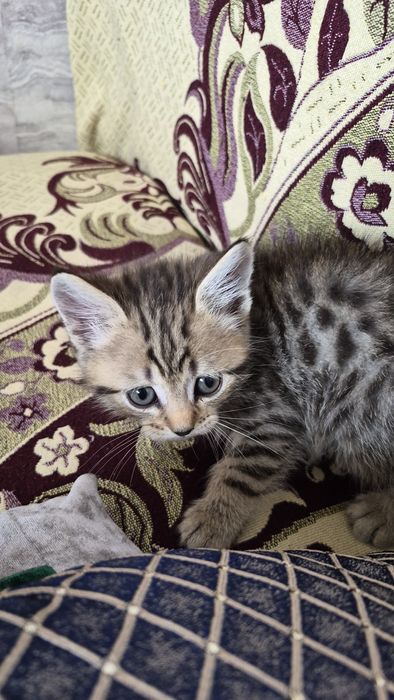 Отдам котят в добрые руки