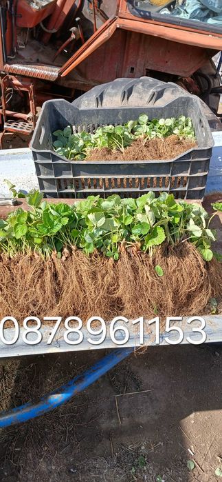 Разсад ягоди и малини