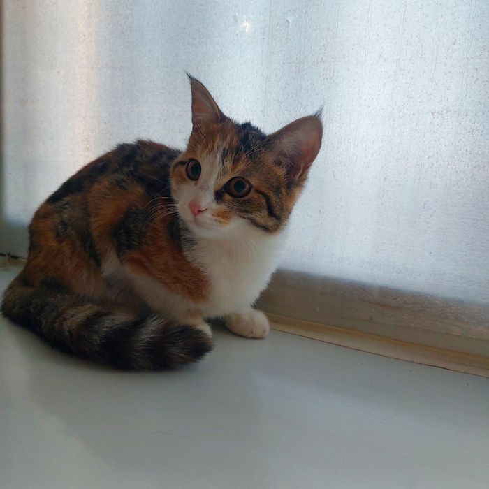 Отдам котят в добрые руки