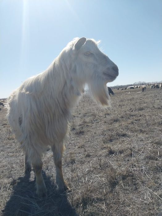 Козёл заанеский производитель